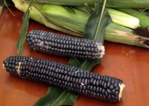 Corn Maize - Blue Hopi