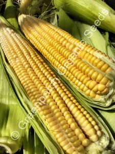 Corn Maize - Manning Pride