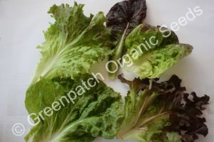 Lettuce - Summer Mix