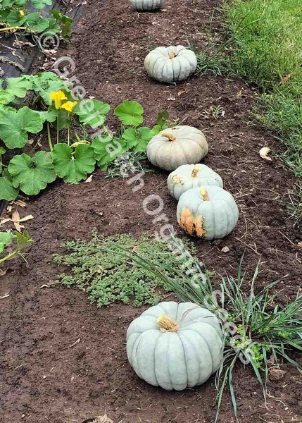 Pumpkin - Jarrahdale