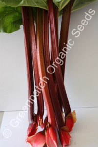 Rhubarb - Sydney Crimson Plant
