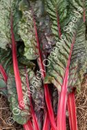 Silverbeet - Ruby Red Chard