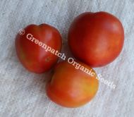 Tomato - Normans Special