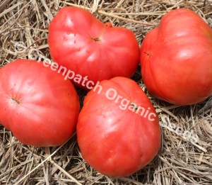 Tomato - Yugoslav
